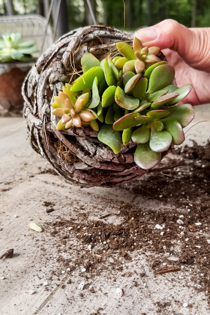 small succulent planter in a basket