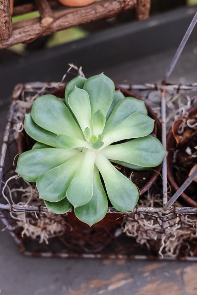 succulent