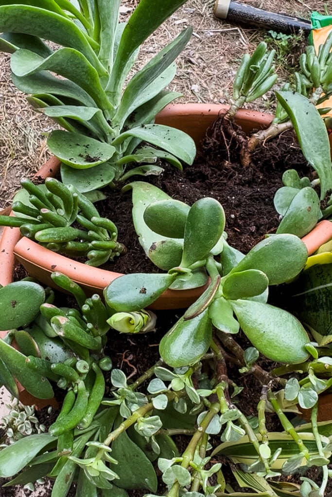 in the process of making a succulent planter in a large terracotta pot