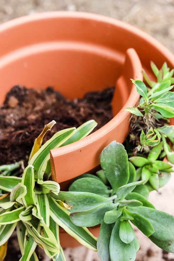 various succulents lined up in a terracotta pot