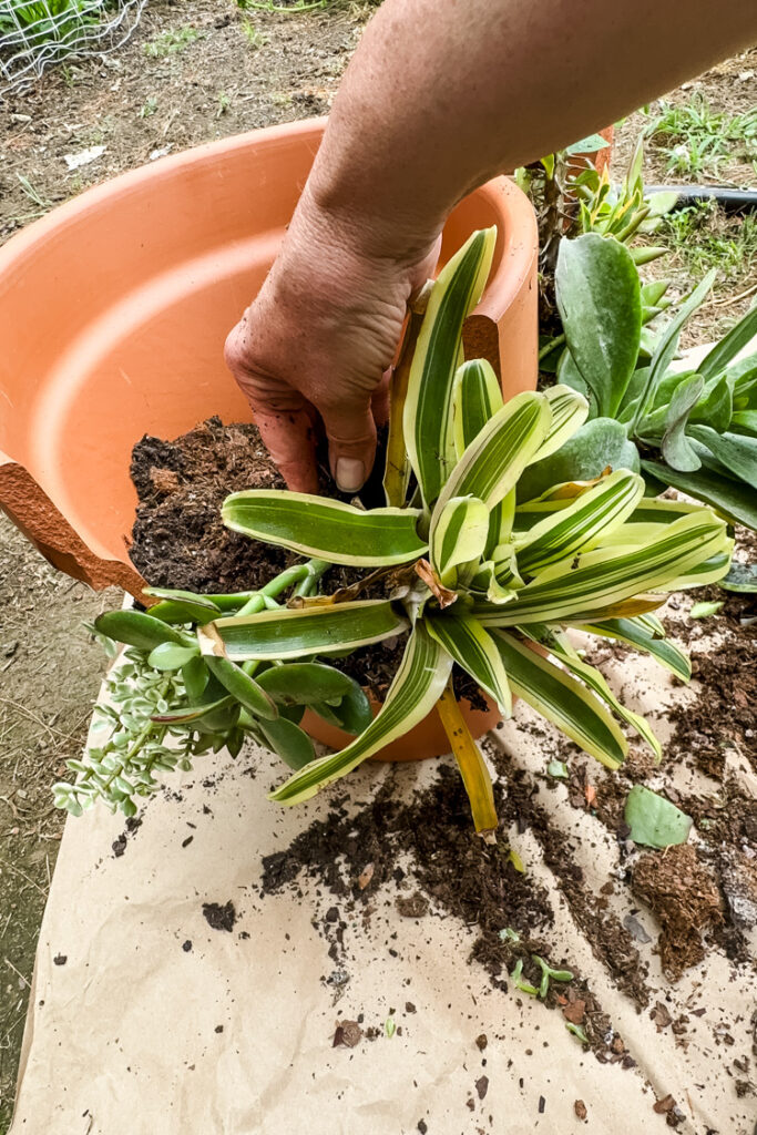 a woman's hand placing a plant into a terracotta planter