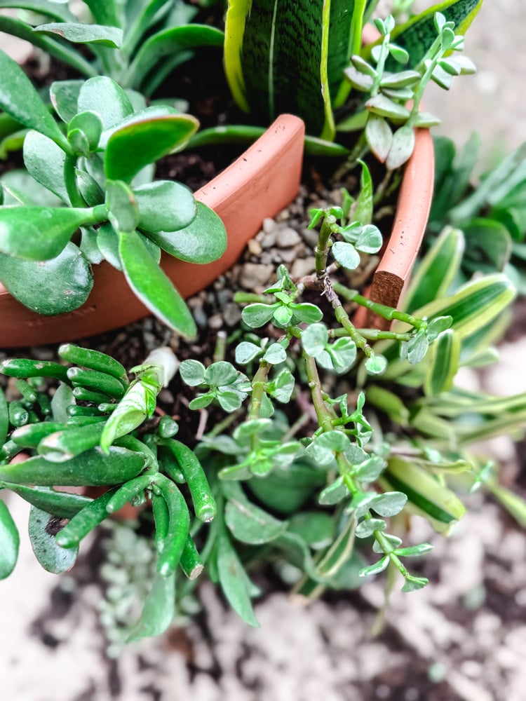 a close image of succulents in large planter