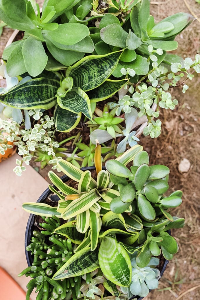 succulent planters