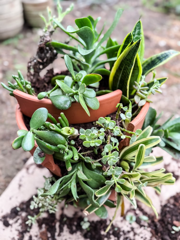 a terracotta planter overflowing with succulents