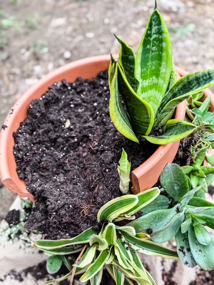 a large terracotta pot with various succulents including a snake plant