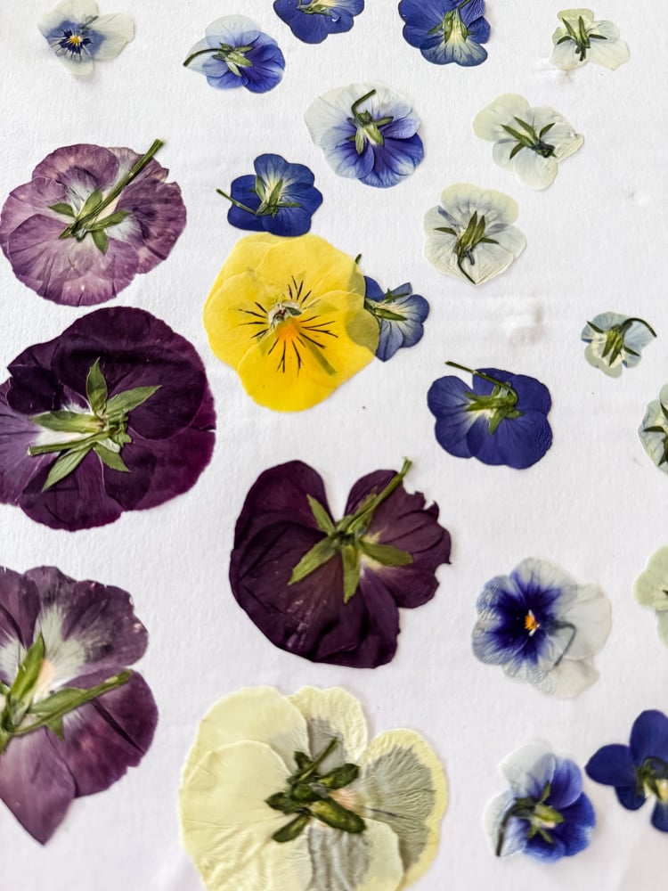 pressed pansies