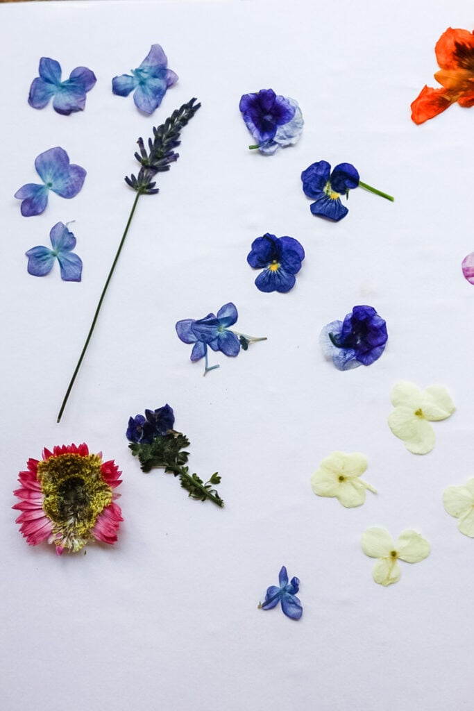 colorful pressed flowers