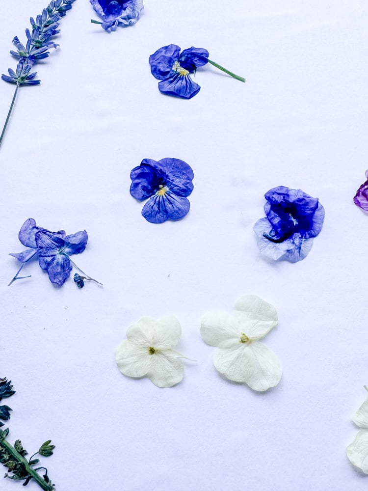 purple and white pressed flowers
