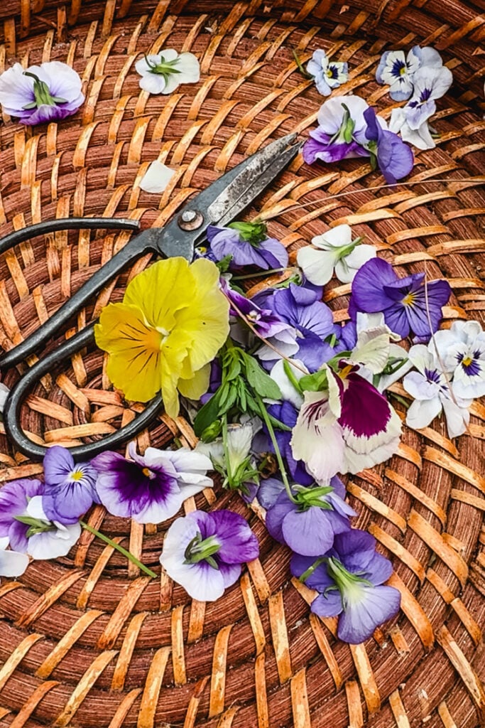 basket of fresh cut pansies