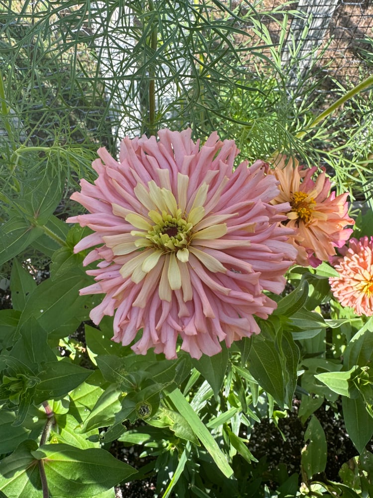 ballerina zinnia