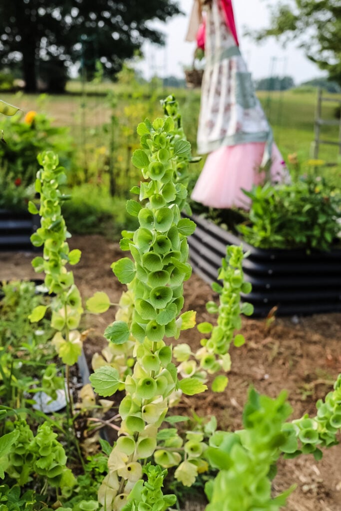bells of ireland flower