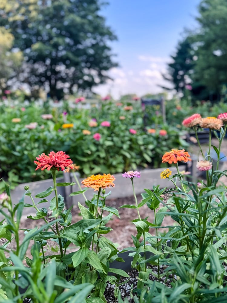 zinnias flowering in a beautiful garden