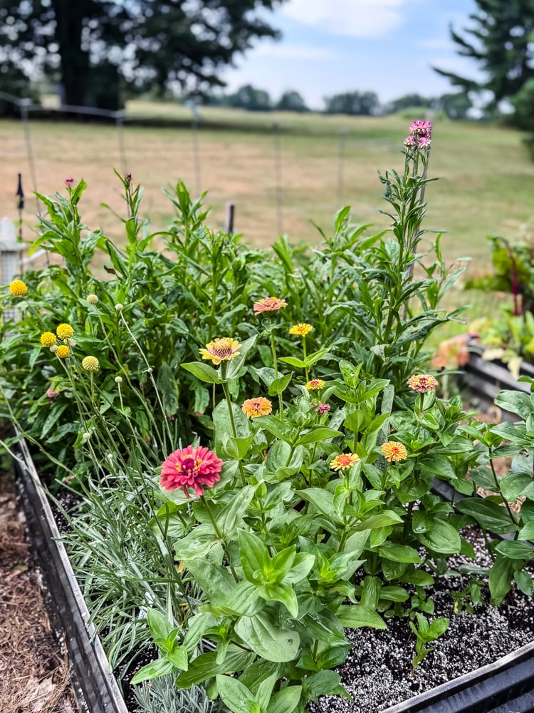 raised bed with zinnias and billy buttons