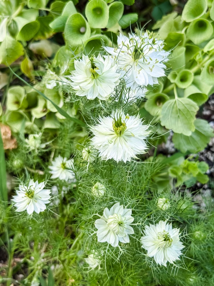 white love in a mist flowers