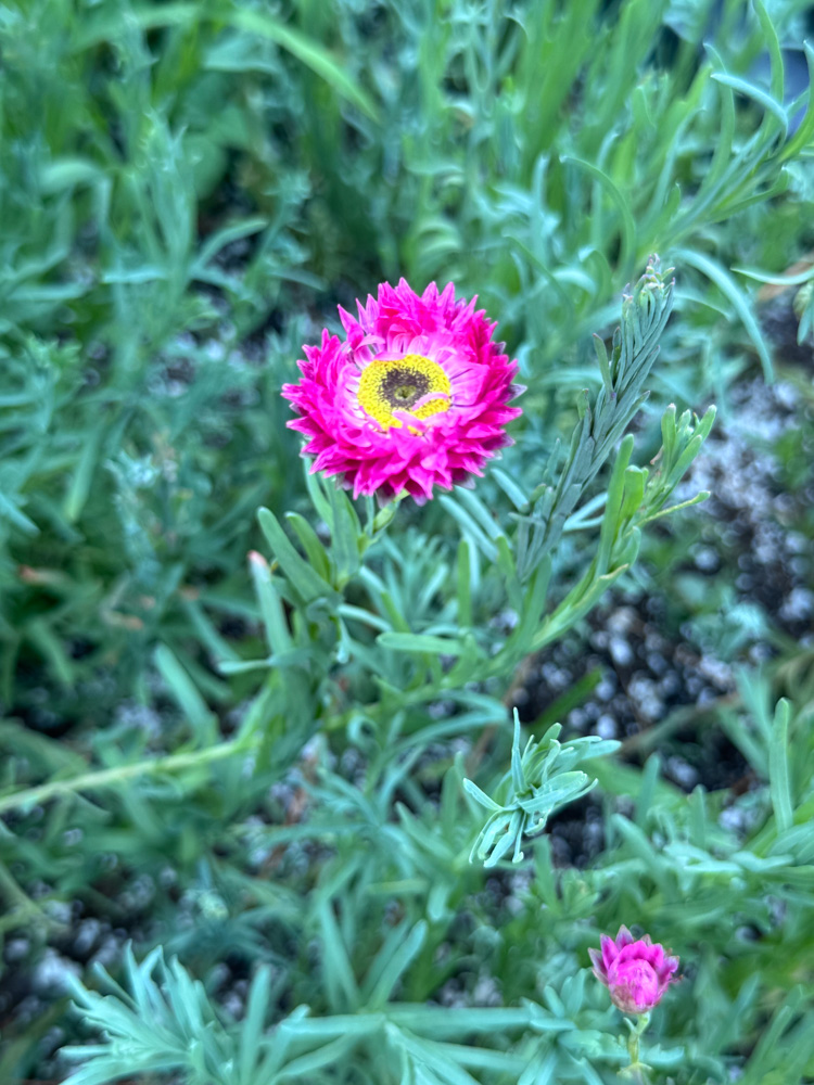 pink strawflower