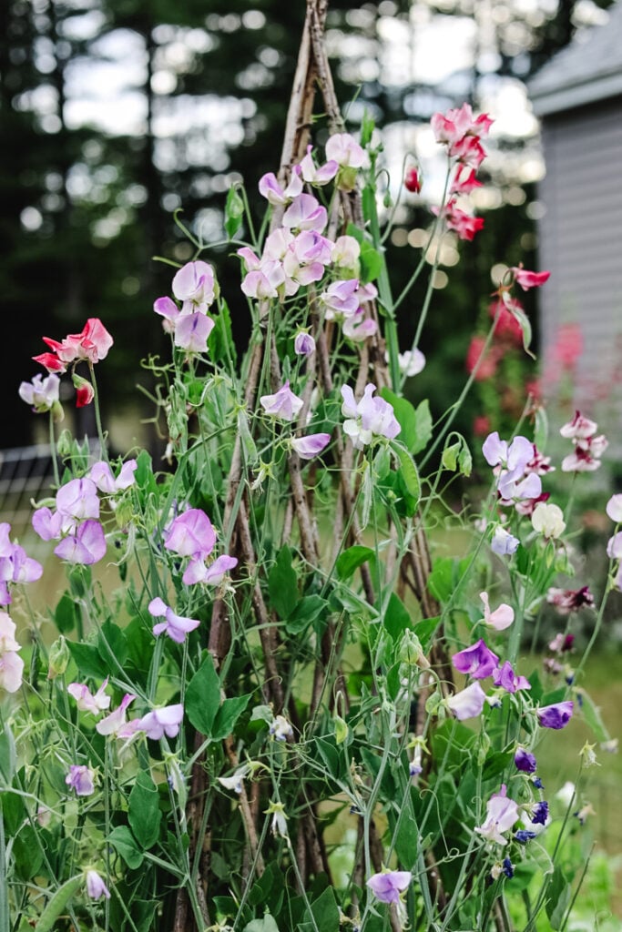 sweet peas flowering