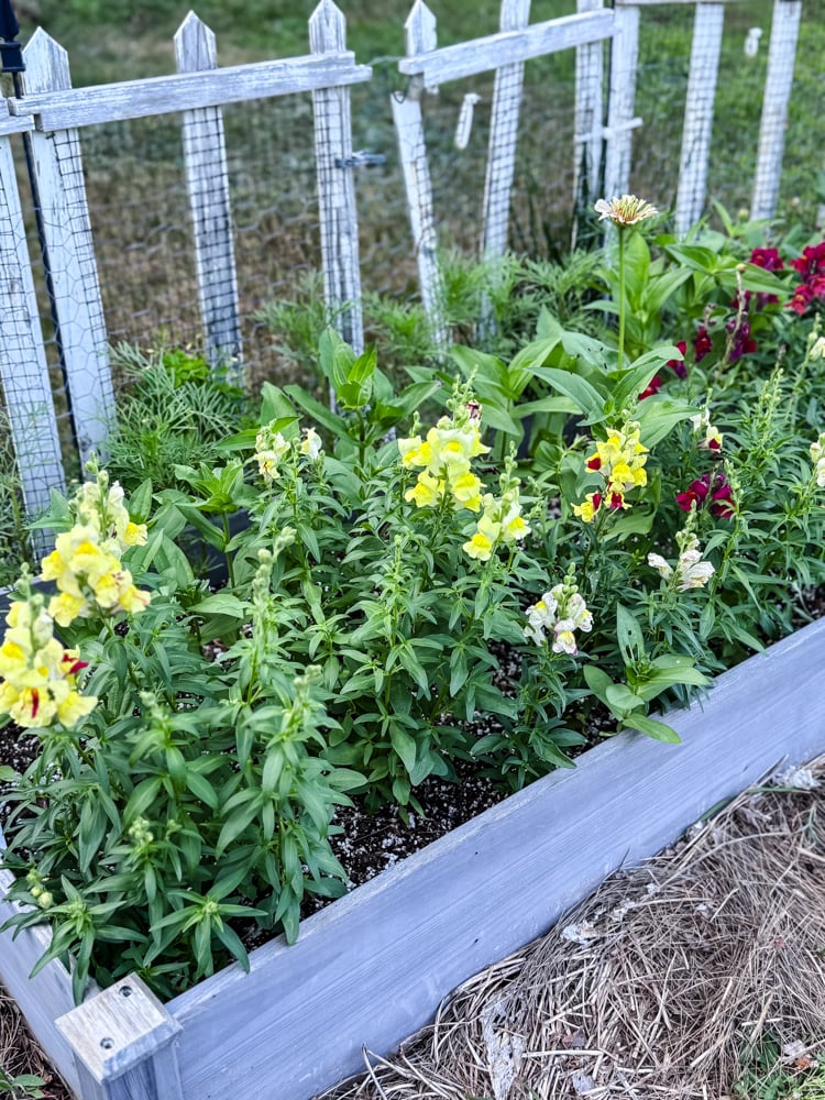 snapdragons in a raised wooden bed