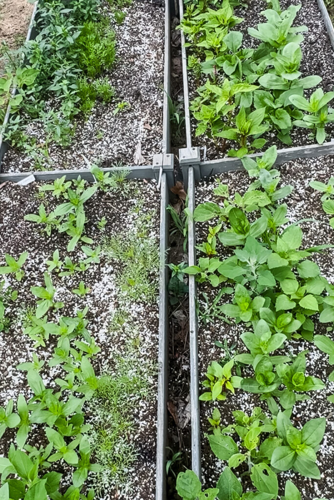 zinnia seedlings in raised beds
