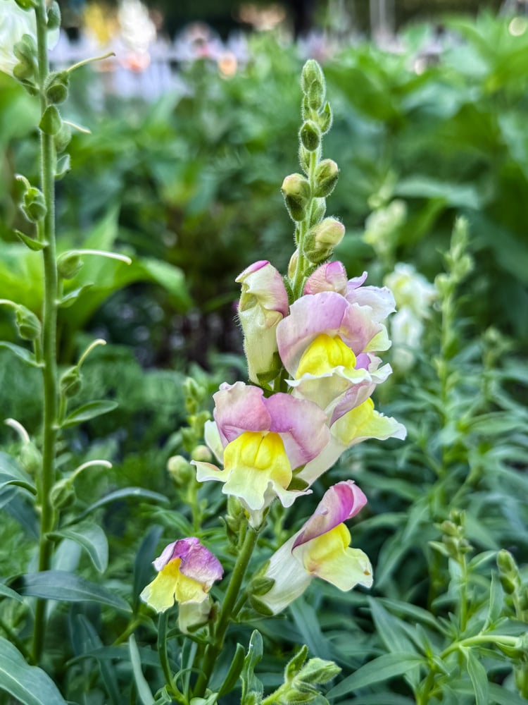 snapdragons