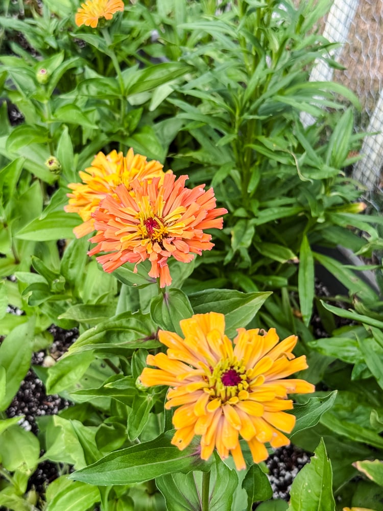 agave variety of zinnia