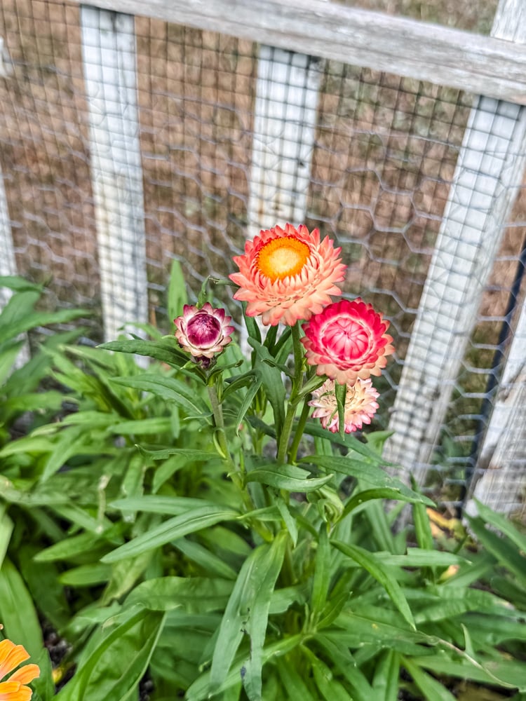 king salmon strawflowers