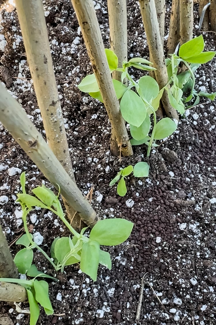 sweet pea seedlings and a willow tower