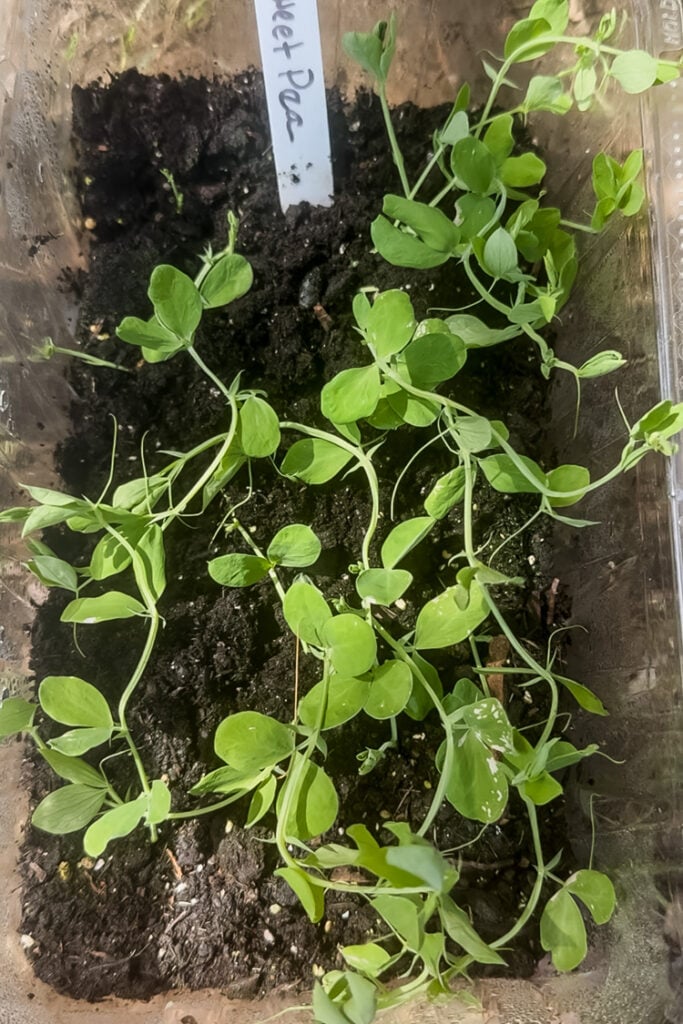 sweet peas being winter sown