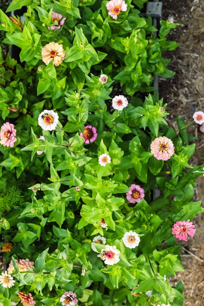 floret zinnias