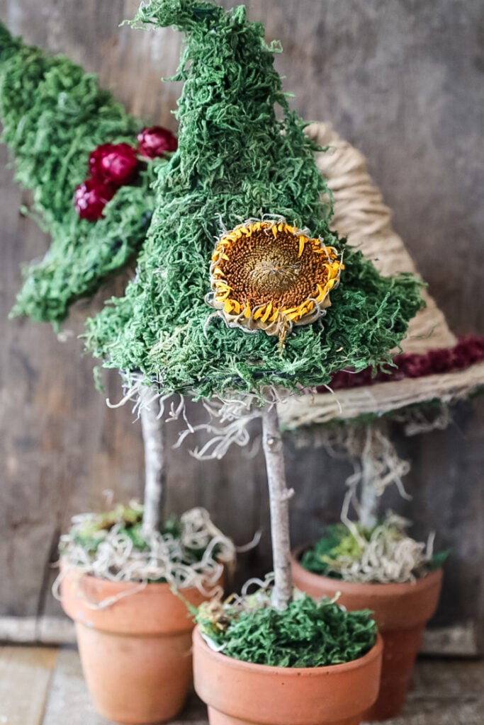 witch hat shaped topiaries