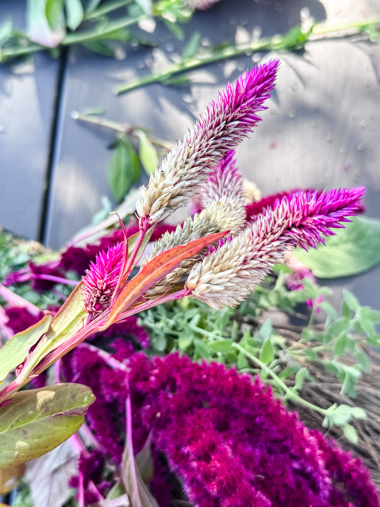 pink celosia