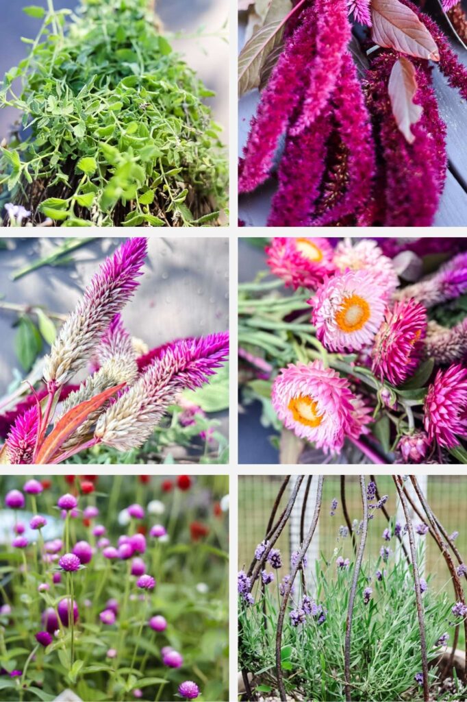 6 photos of garden flowers