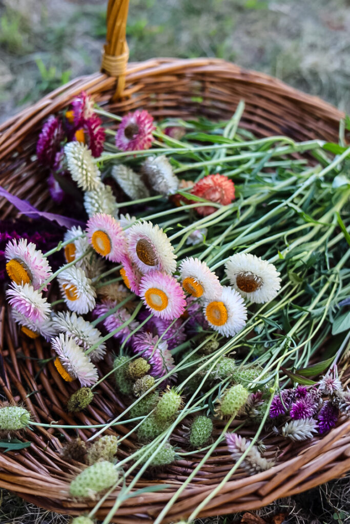 basket of strawflowers
