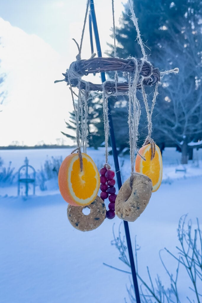 bird feeders hanging outside