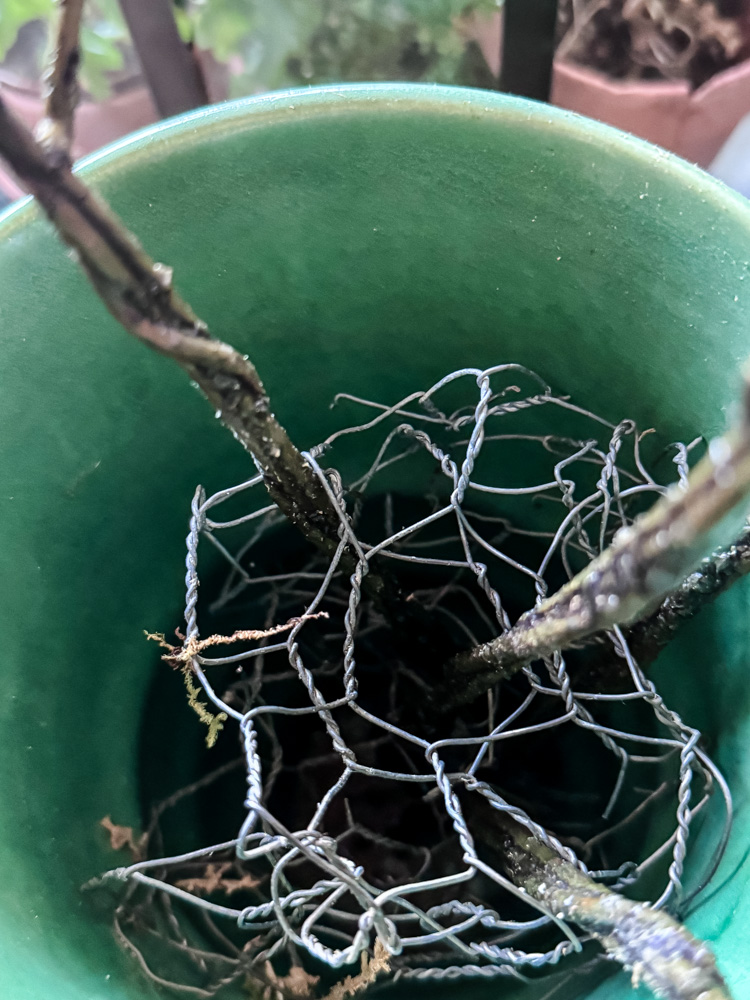chicken wire in vase