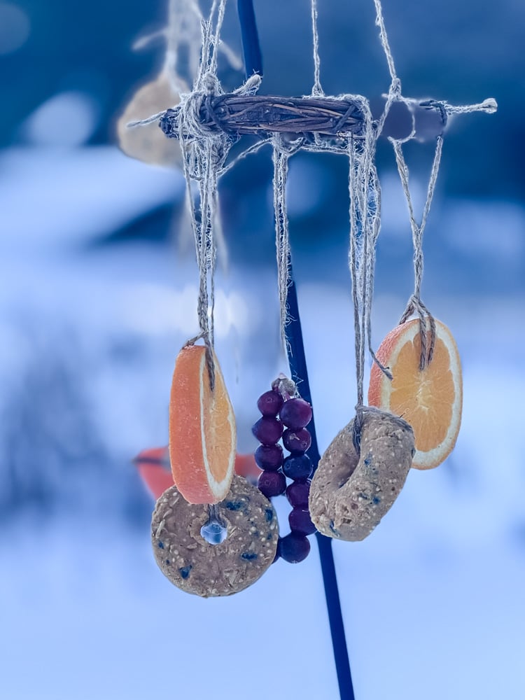 bird feeders hanging