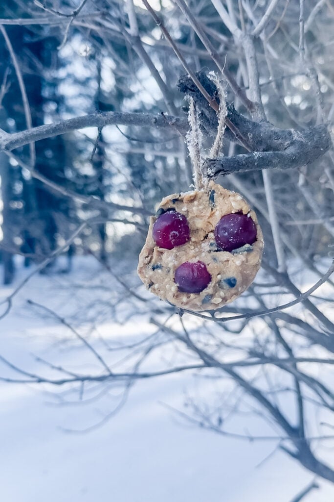 suet bird feeder