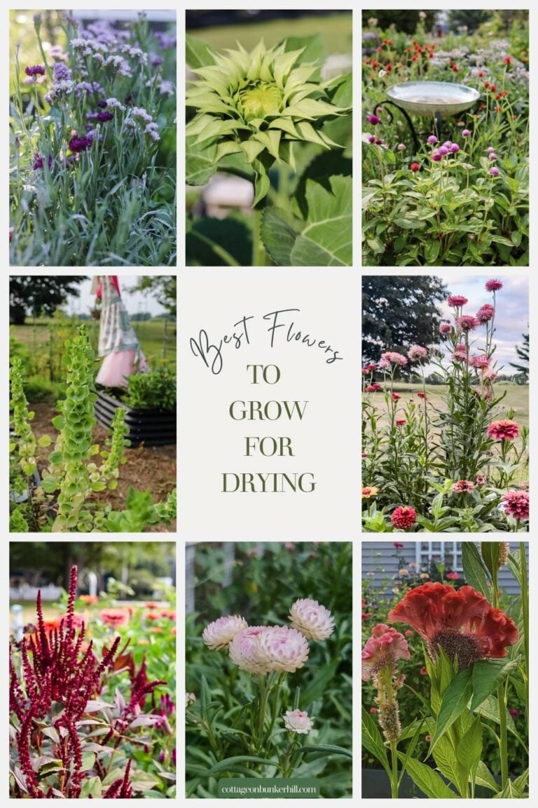 Beyond the Vase: Why I Started Growing A Dried Flower Garden