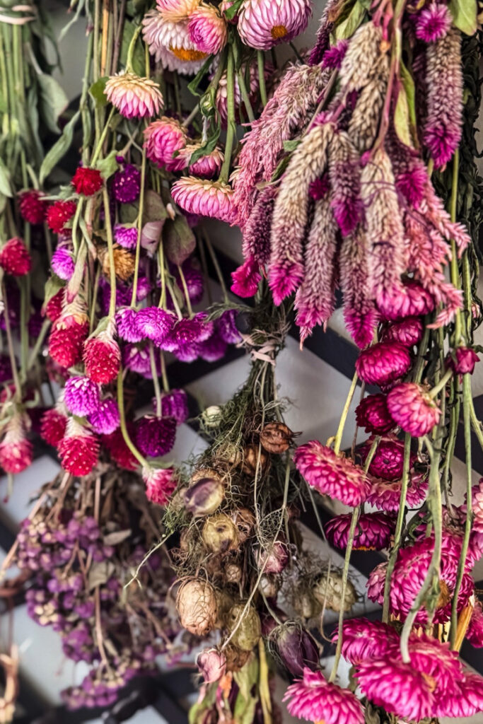 colorful bunches of flowers on a peg rack that are drying