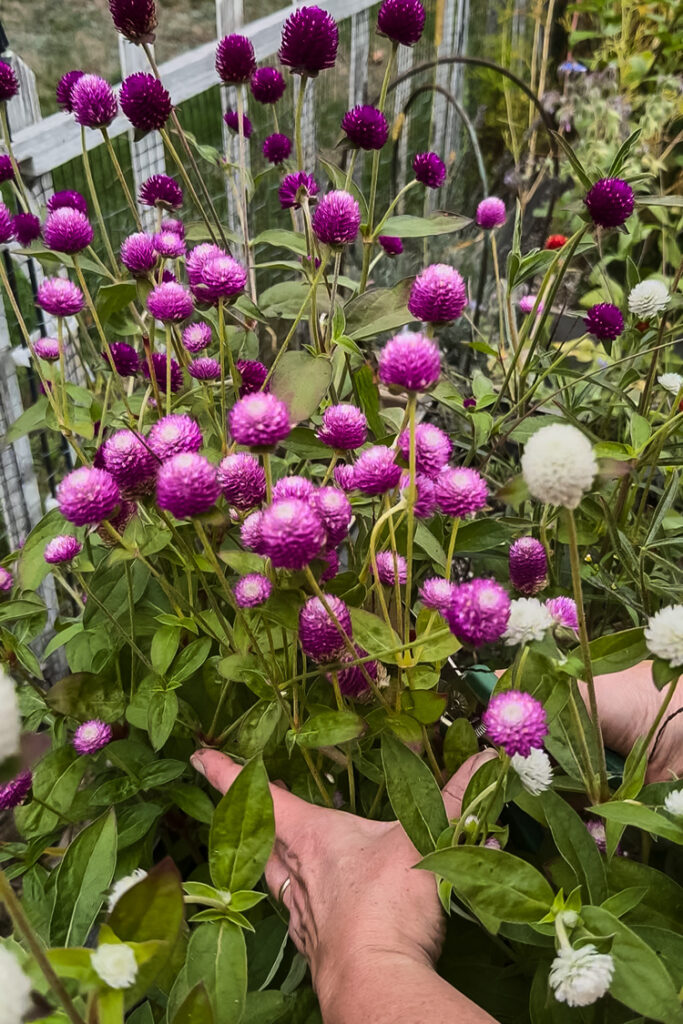 harvesting gomphrena flowers from garden for drying