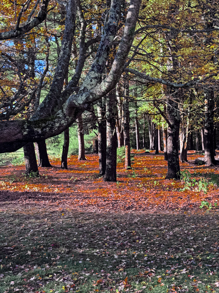 woods in new hampshire