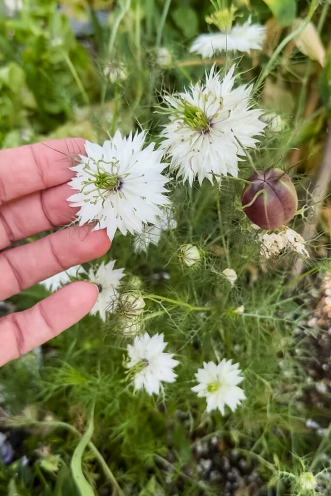 white nigella flower