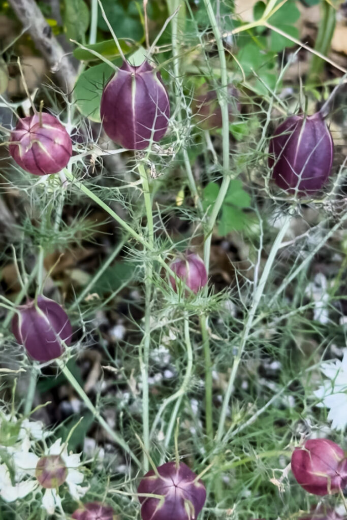 Love-in-a-mist albion black seed pods