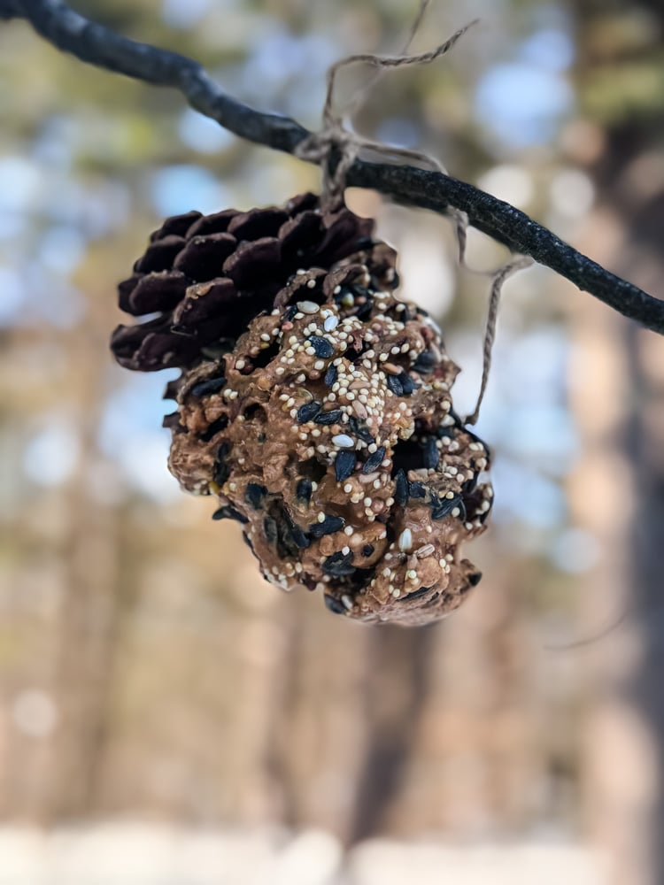 pinecone peanutbutter bird feeder hanging from a branch 