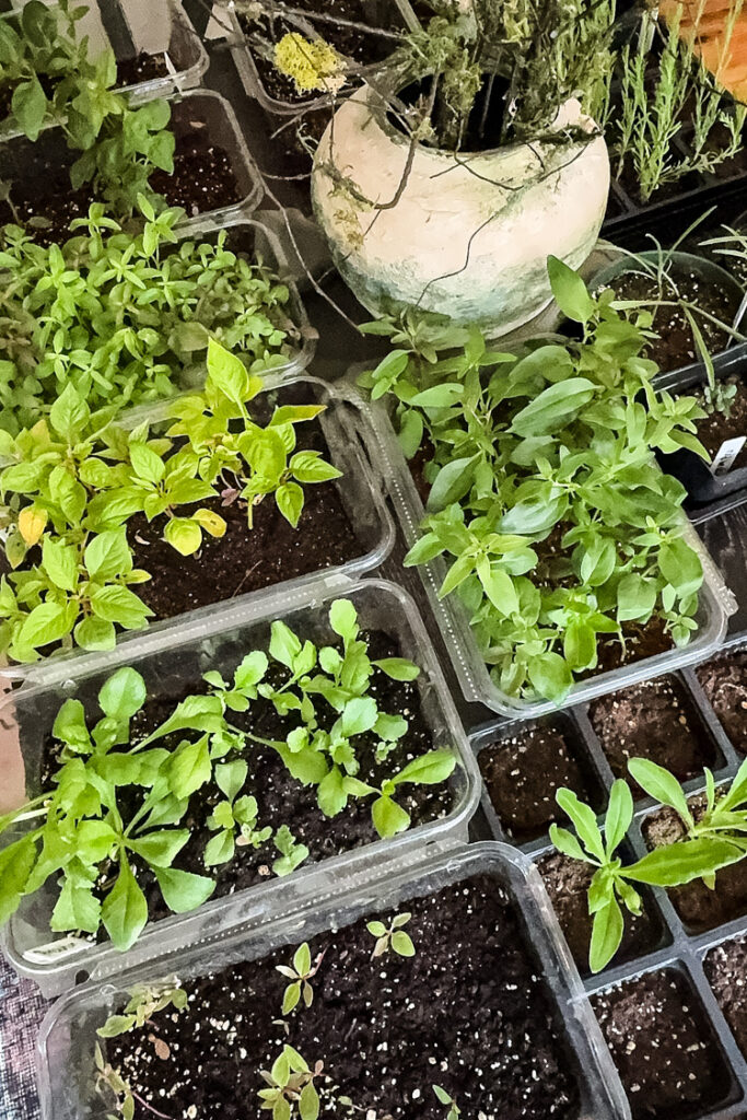 seedlings started indoors