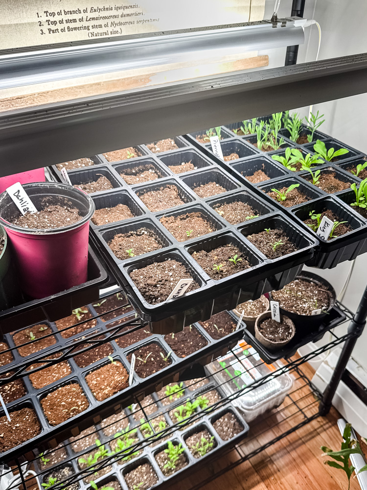 seed starting indoors on a shelf with grow lights