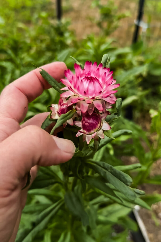 pink strawflower