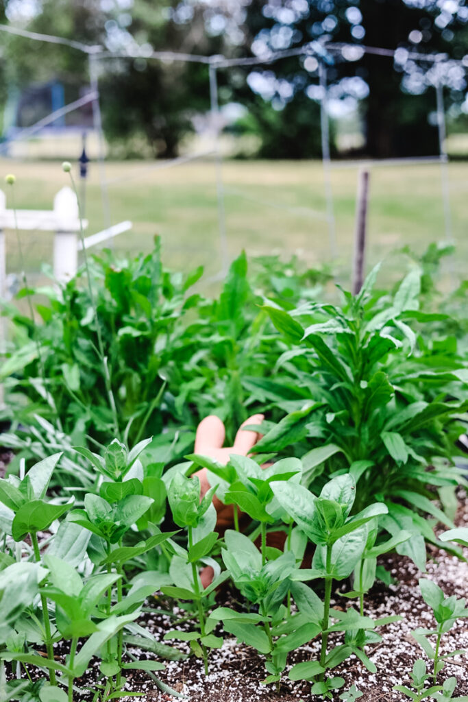 green plants in a garden bed with a terracotta bunny statue
