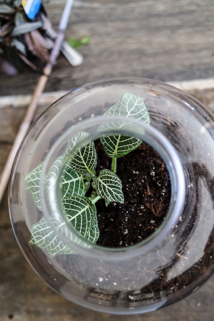 nerve plant in terrarium