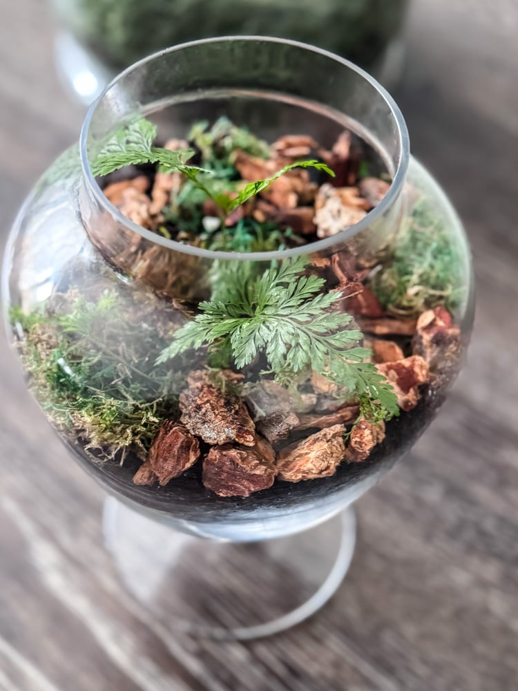 an apothocary jar being made into a terrarium