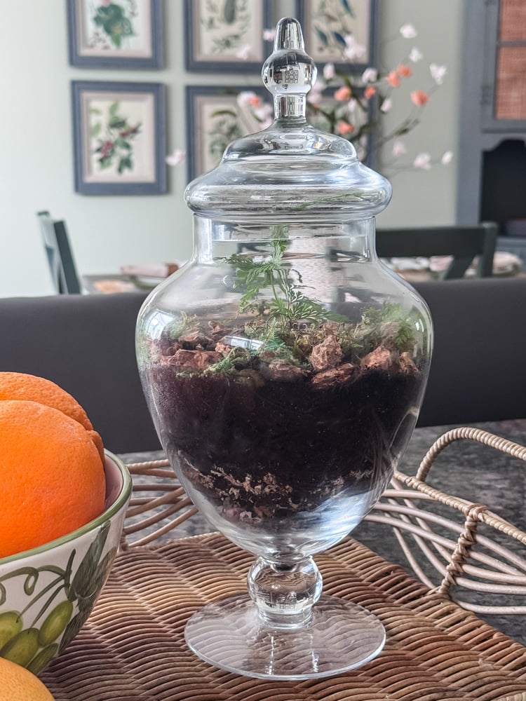 apothecary jar terrarium on wicker tray in kitchen